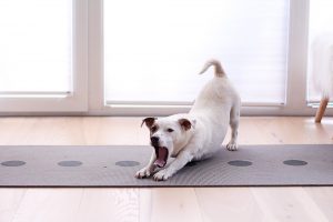 4 Tipps wie du zum Morgensportler wirst - H.A.P.P.Y. Challenge 2017 - de.heavenlynnhealthy.com