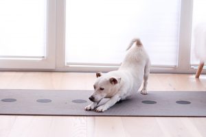 4 Tipps wie du zum Morgensportler wirst - H.A.P.P.Y. Challenge 2017 - de.heavenlynnhealthy.com