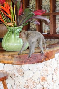 Gesunder Bali Guide - Uluwatu & Süd-Bali - Restaurants, Eco Lodges und Health Spots - de.heavenlynnhealthy.com