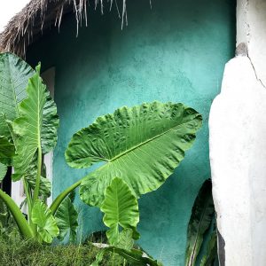 Gesunder Bali Guide - Uluwatu & Süd-Bali - Restaurants, Eco Lodges und Health Spots - de.heavenlynnhealthy.com