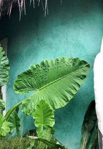 Gesunder Bali Guide - Uluwatu & Süd-Bali - Restaurants, Eco Lodges und Health Spots - de.heavenlynnhealthy.com