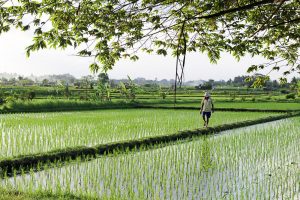 Gesunder Bali Guide (Teil 3) - Ubud, das gesunde Yoga- und Natur-Paradies - heavenlynnhealthy.com