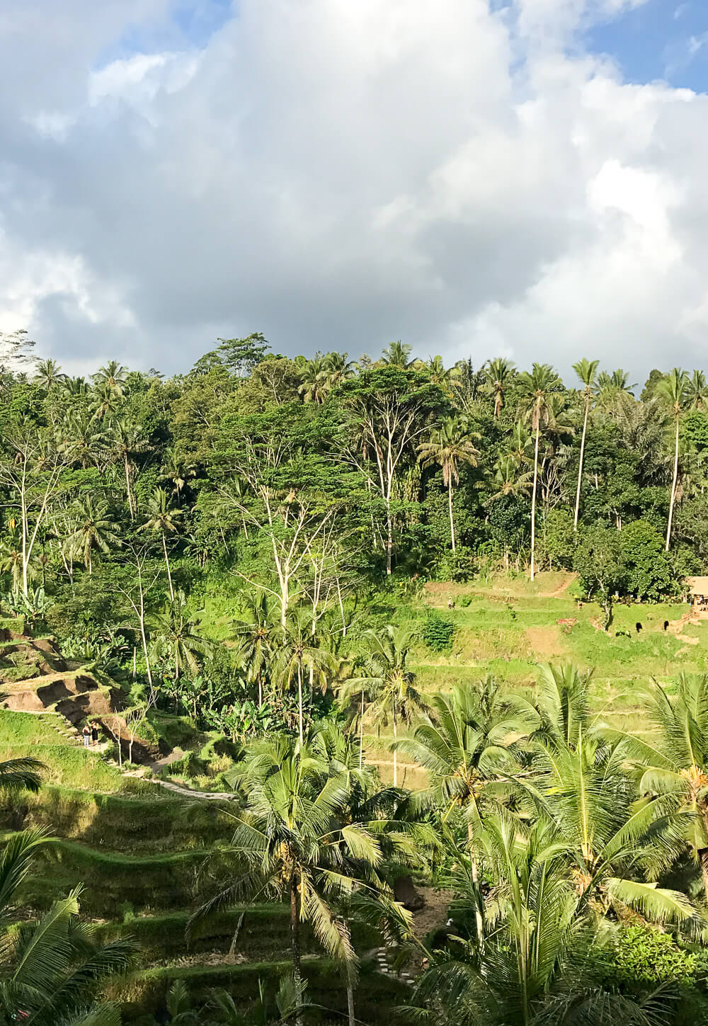 Gesunder Bali Guide (Teil 3) – Ubud, das gesunde Yoga- und Natur-Paradies