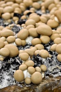 Schnelle Champigon-Hirse-Pfanne und ein Besuch beim REWE* Champignon-Produzenten - de.heavenlynnhealthy.com