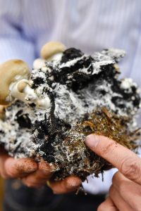 Schnelle Champignon-Hirse-Pfanne und ein Besuch beim REWE* Champignon-Produzenten - de.heavenlynnhealthy.com