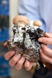 Schnelle Champignon-Hirse-Pfanne und ein Besuch beim REWE* Champignon-Produzenten - de.heavenlynnhealthy.com