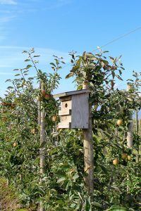 Gesündere Apfel-Zimtschnecken - rein pflanzlich, vegan, glutenfreie Option, ohne raffinierten Zucker - de.heavenlynnhealthy.com